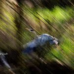 Abflug - Urdenbacher Kämpe - Elmar