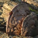 Baumpilz - Urdenbacher Kämpe - Elmar