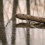 Spiegelwelt - Urdenbacher Kämpe - Gisela