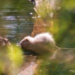 Nutria - Urdenbacher Kämpe - Günter