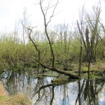 Alter Rheinarm - Urdenbacher Kämpe - Günter