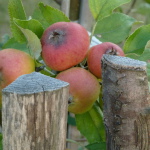 Obstgarten - Gruiten-Dorf - Ute